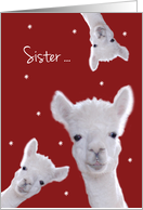 Sister, Warm Fuzzy Llama Christmas card