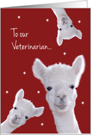 Veterinarian, Warm Fuzzy Llama Christmas card