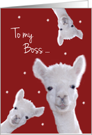 Boss, Warm Fuzzy Llama Christmas card