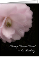Birthday for Forever Friend, Pink Camellia Flower card