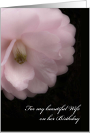 Wife Birthday, Pink Camellia Flower card