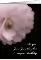 Great-Granddaughter Birthday, Pink Camellia Flower card
