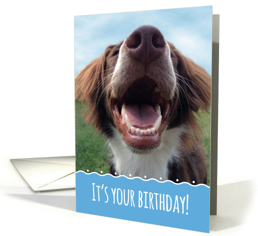 Something to Smile About Birthday Card with Happy Dog card (1391542)