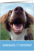 Granddaughter Birthday, Happy Dog with Something to Smile About card