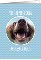 Congratulations on Adopting a Rescue Dog, Blue Chevron card