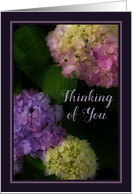 Thinking of You, Lovely Hydrangea card