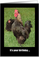 Happy Birthday, Strut Your Stuff! Rooster card