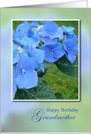 Happy Birthday Grandmother, Blue Hydrangea Flowers card