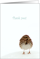 Thank You, You’re Too Too Tweet, Sparrow card