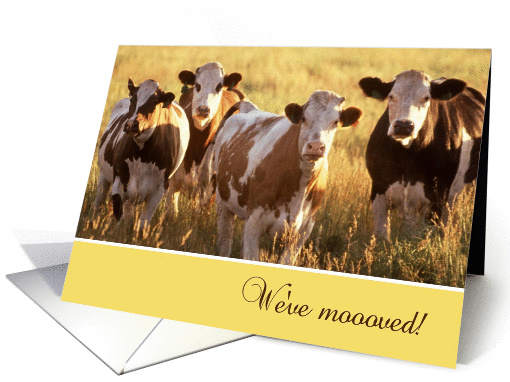We've Moved, Brown and White Cows in Field card (892510)