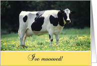 I’ve Moved, Holstein Cow in Field of Yellow Flowers card