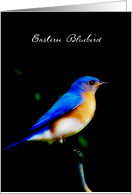 Eastern Bluebird Blank Note Card