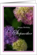 Happy Birthday Stepmother, Pretty Hydrangia Card