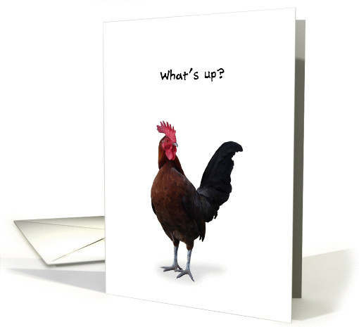What's Up, Checking In, Funny Rooster card (940139)