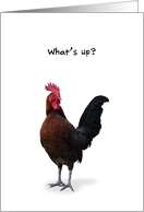 What’s Up, Checking In, Funny Rooster Card