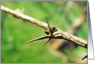 Nature’s Sharp Thorned Branch Photo Blank Note Card