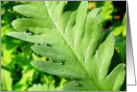 rain drops on a fern card