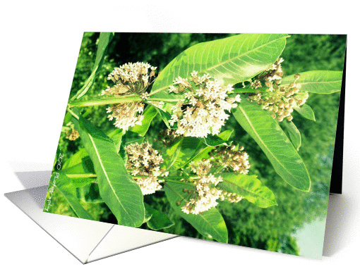 beautiful milkweed flower card (817860)