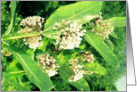 beautiful milkweed flower card