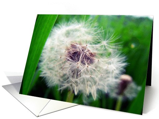 dandilion card (823161)