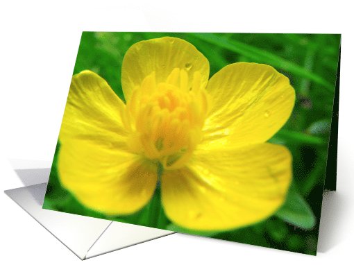 butter cup card (823164)