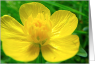butter cup card