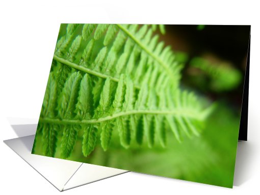 fern card (823166)