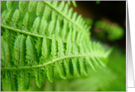 fern card