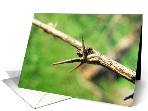 Nature's Sharp Thorned Branch Photo Blank Note card (852029)