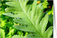 rain drops on a fern card