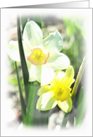 Daffodil Blank Note Card