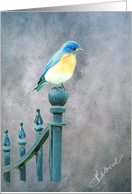 Blue Bird Blank Note Card