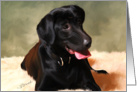 Black Lab Blank Note Card