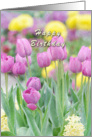 Happy Birthday Pastel Tulips card