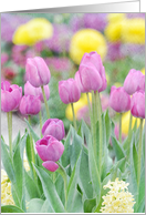 Blank Note Card Pastel Tulips card