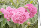 Blank Note Card Three Pink Peonies card