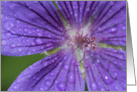 Macro of purple flower - Blank generic card for any occasion card