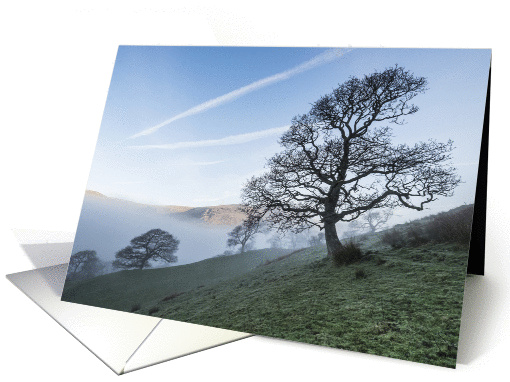 Tree on a hill on a misty morning - Blank note card for... (1414870)