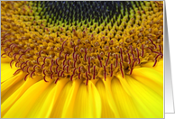 Sunflower card