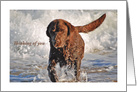 Thinking of you-Chocolate Labrador splashing in waves. card