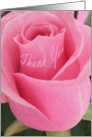 Thank You- Pink Rose card