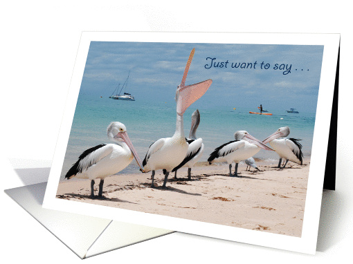 Happy Birthday-Pelicans card (1088258)