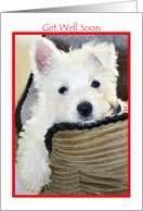 Get Well Soon - Cute Westie Puppy card