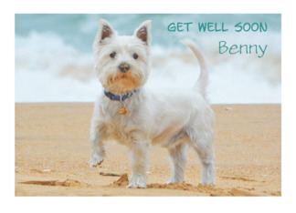 Get Well Soon Westie...