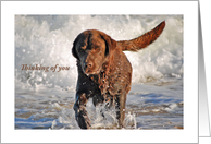 Thinking of you-Chocolate Labrador splashing in waves. card