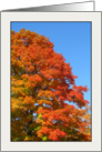 Fall, Favorite Time of Year, Acer Saccharum, the Sugar Maple card