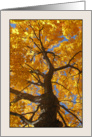 Acer Saccharum, Looking Up Sugar Maple in Fall card