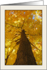 Yellow Acer Saccharum, Straight Sugar Maple Trunk in Fall card