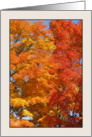 The Married Sugar Maple, Acer Saccharum, in Fall card