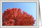 Red Fall of Red Maple, an Acer Rubrum Card